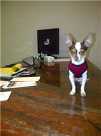 oliver the office dog
